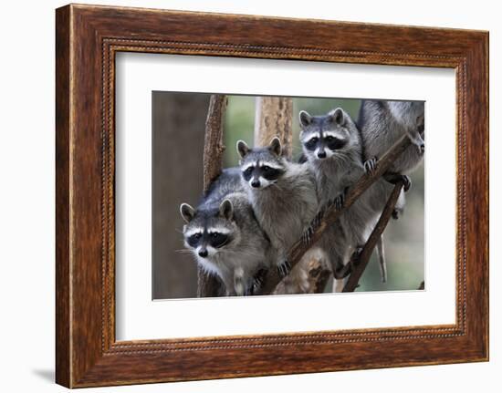 Northern Raccoon (Procyon Lotor), Group Standing On Branch, Captive-Claudio Contreras-Framed Photographic Print