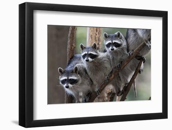 Northern Raccoon (Procyon Lotor), Group Standing On Branch, Captive-Claudio Contreras-Framed Photographic Print