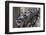 Northern Raccoon (Procyon Lotor), Group Standing On Branch, Captive-Claudio Contreras-Framed Photographic Print