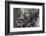 Northern Raccoon (Procyon Lotor), Group Standing On Branch, Captive-Claudio Contreras-Framed Photographic Print