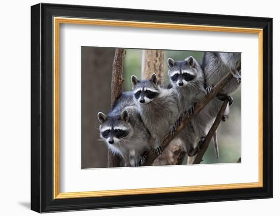 Northern Raccoon (Procyon Lotor), Group Standing On Branch, Captive-Claudio Contreras-Framed Photographic Print