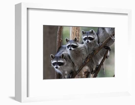 Northern Raccoon (Procyon Lotor), Group Standing On Branch, Captive-Claudio Contreras-Framed Photographic Print