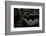 Northern Raccoon (Procyon Lotor)-Rolf Nussbaumer-Framed Photographic Print