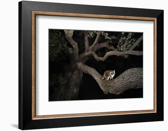 Northern Raccoon (Procyon Lotor)-Rolf Nussbaumer-Framed Photographic Print