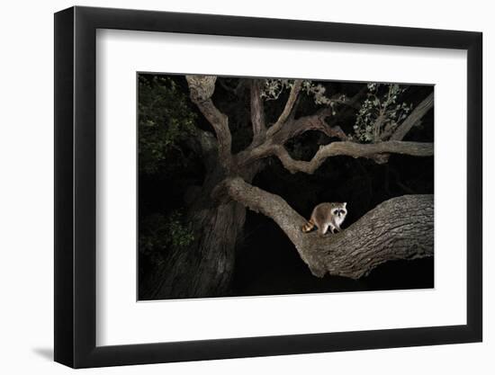 Northern Raccoon (Procyon Lotor)-Rolf Nussbaumer-Framed Photographic Print