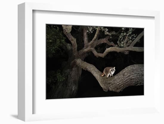 Northern Raccoon (Procyon Lotor)-Rolf Nussbaumer-Framed Photographic Print