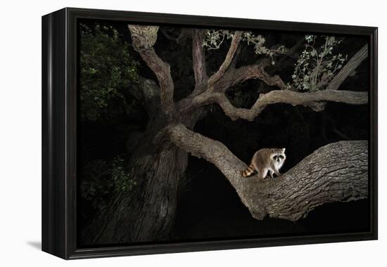 Northern Raccoon (Procyon Lotor)-Rolf Nussbaumer-Framed Premier Image Canvas