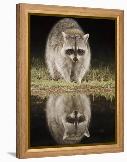 Northern Raccoon, Uvalde County, Hill Country, Texas, USA-Rolf Nussbaumer-Framed Premier Image Canvas