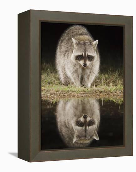 Northern Raccoon, Uvalde County, Hill Country, Texas, USA-Rolf Nussbaumer-Framed Premier Image Canvas