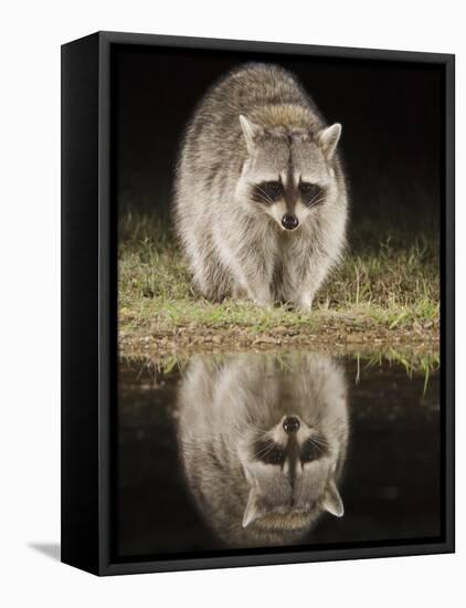 Northern Raccoon, Uvalde County, Hill Country, Texas, USA-Rolf Nussbaumer-Framed Premier Image Canvas