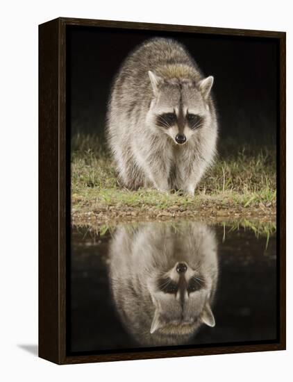 Northern Raccoon, Uvalde County, Hill Country, Texas, USA-Rolf Nussbaumer-Framed Premier Image Canvas