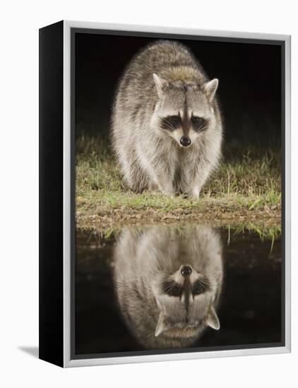 Northern Raccoon, Uvalde County, Hill Country, Texas, USA-Rolf Nussbaumer-Framed Premier Image Canvas