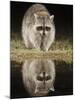 Northern Raccoon, Uvalde County, Hill Country, Texas, USA-Rolf Nussbaumer-Mounted Premium Photographic Print