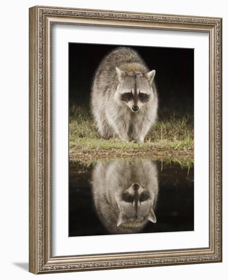 Northern Raccoon, Uvalde County, Hill Country, Texas, USA-Rolf Nussbaumer-Framed Photographic Print