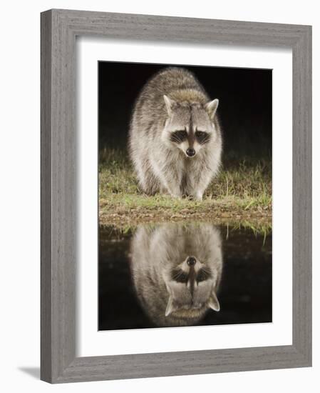 Northern Raccoon, Uvalde County, Hill Country, Texas, USA-Rolf Nussbaumer-Framed Photographic Print