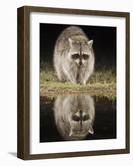 Northern Raccoon, Uvalde County, Hill Country, Texas, USA-Rolf Nussbaumer-Framed Photographic Print