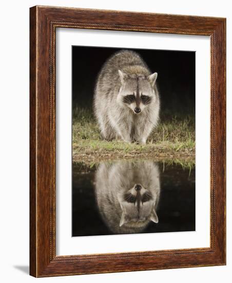 Northern Raccoon, Uvalde County, Hill Country, Texas, USA-Rolf Nussbaumer-Framed Photographic Print