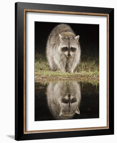 Northern Raccoon, Uvalde County, Hill Country, Texas, USA-Rolf Nussbaumer-Framed Photographic Print