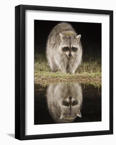 Northern Raccoon, Uvalde County, Hill Country, Texas, USA-Rolf Nussbaumer-Framed Photographic Print