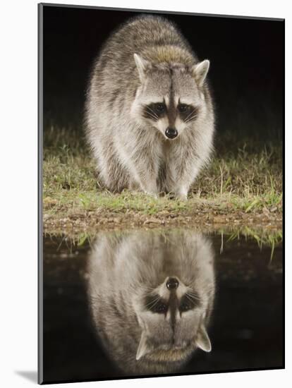 Northern Raccoon, Uvalde County, Hill Country, Texas, USA-Rolf Nussbaumer-Mounted Photographic Print