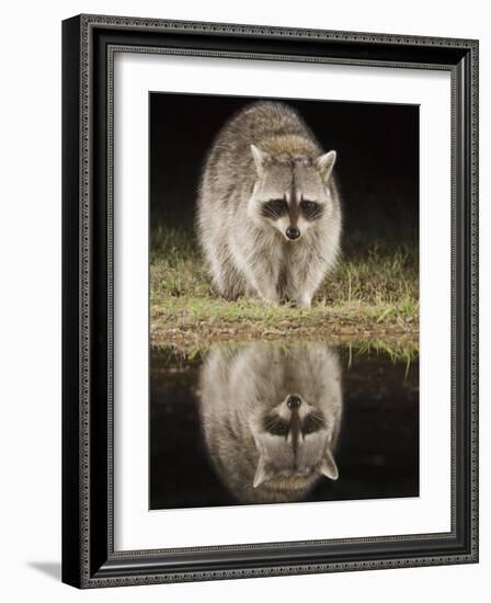 Northern Raccoon, Uvalde County, Hill Country, Texas, USA-Rolf Nussbaumer-Framed Photographic Print