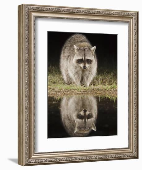 Northern Raccoon, Uvalde County, Hill Country, Texas, USA-Rolf Nussbaumer-Framed Photographic Print