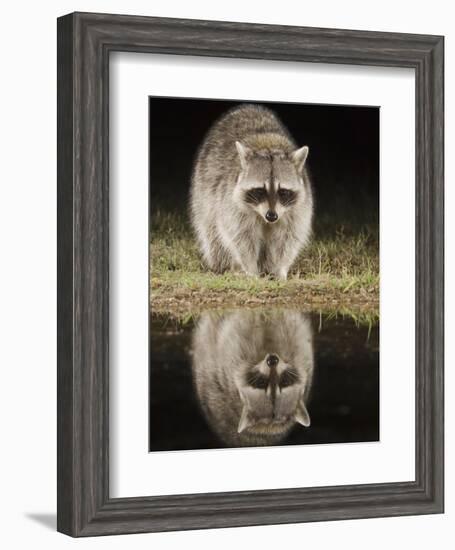 Northern Raccoon, Uvalde County, Hill Country, Texas, USA-Rolf Nussbaumer-Framed Photographic Print