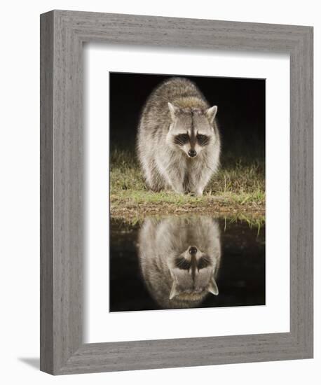 Northern Raccoon, Uvalde County, Hill Country, Texas, USA-Rolf Nussbaumer-Framed Photographic Print