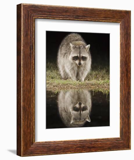 Northern Raccoon, Uvalde County, Hill Country, Texas, USA-Rolf Nussbaumer-Framed Photographic Print