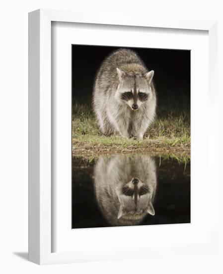 Northern Raccoon, Uvalde County, Hill Country, Texas, USA-Rolf Nussbaumer-Framed Photographic Print