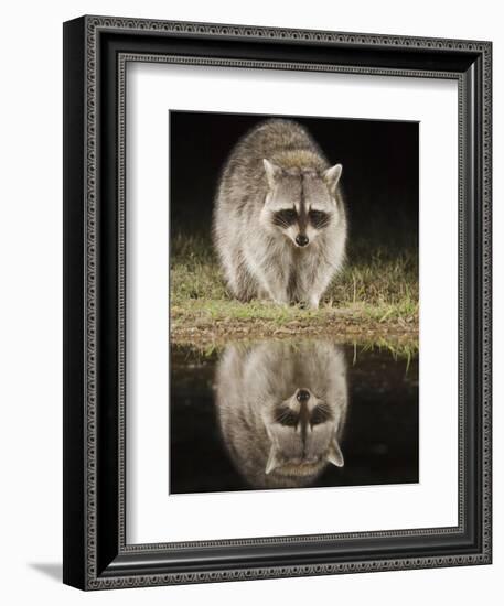 Northern Raccoon, Uvalde County, Hill Country, Texas, USA-Rolf Nussbaumer-Framed Photographic Print