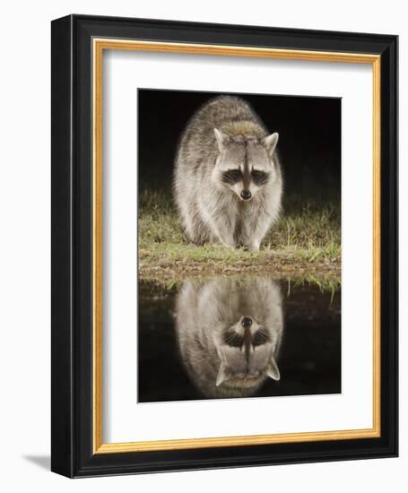 Northern Raccoon, Uvalde County, Hill Country, Texas, USA-Rolf Nussbaumer-Framed Photographic Print