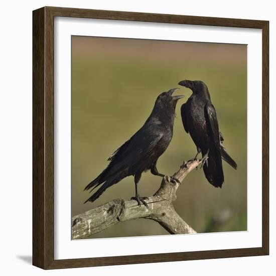 Northern raven (Corvus corax) pair perching on branch. Danube Delta, Romania, May-Loic Poidevin-Framed Photographic Print