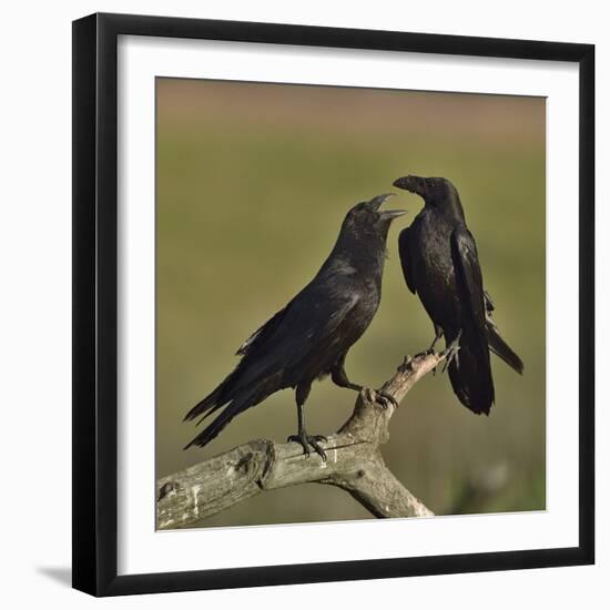 Northern raven (Corvus corax) pair perching on branch. Danube Delta, Romania, May-Loic Poidevin-Framed Photographic Print