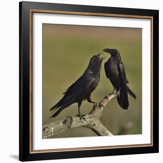 Northern raven (Corvus corax) pair perching on branch. Danube Delta, Romania, May-Loic Poidevin-Framed Photographic Print