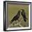 Northern raven (Corvus corax) pair perching on branch. Danube Delta, Romania, May-Loic Poidevin-Framed Photographic Print