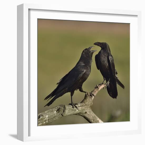 Northern raven (Corvus corax) pair perching on branch. Danube Delta, Romania, May-Loic Poidevin-Framed Photographic Print