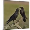 Northern raven (Corvus corax) pair perching on branch. Danube Delta, Romania, May-Loic Poidevin-Mounted Photographic Print
