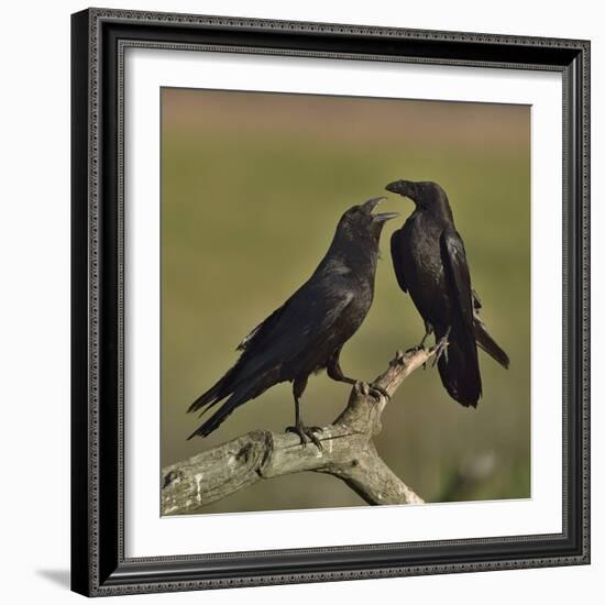 Northern raven (Corvus corax) pair perching on branch. Danube Delta, Romania, May-Loic Poidevin-Framed Photographic Print