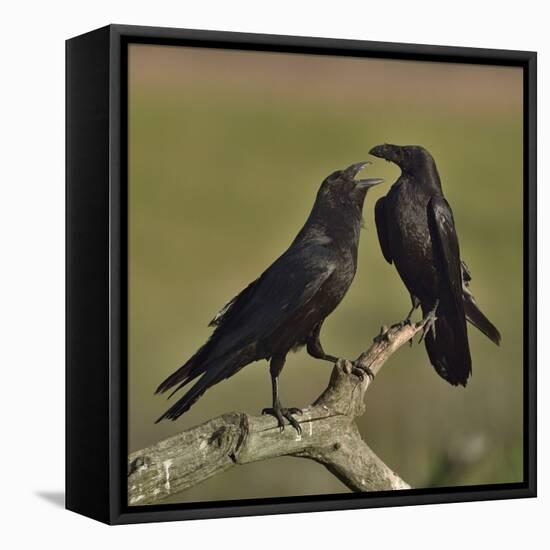 Northern raven (Corvus corax) pair perching on branch. Danube Delta, Romania, May-Loic Poidevin-Framed Premier Image Canvas