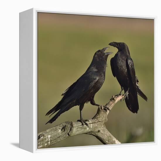 Northern raven (Corvus corax) pair perching on branch. Danube Delta, Romania, May-Loic Poidevin-Framed Premier Image Canvas