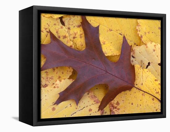 Northern Red Oak Leaf in Fall, Sandy Point Trail, New Hampshire, USA-Jerry & Marcy Monkman-Framed Premier Image Canvas