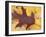 Northern Red Oak Leaf in Fall, Sandy Point Trail, New Hampshire, USA-Jerry & Marcy Monkman-Framed Photographic Print