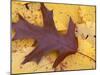 Northern Red Oak Leaf in Fall, Sandy Point Trail, New Hampshire, USA-Jerry & Marcy Monkman-Mounted Photographic Print