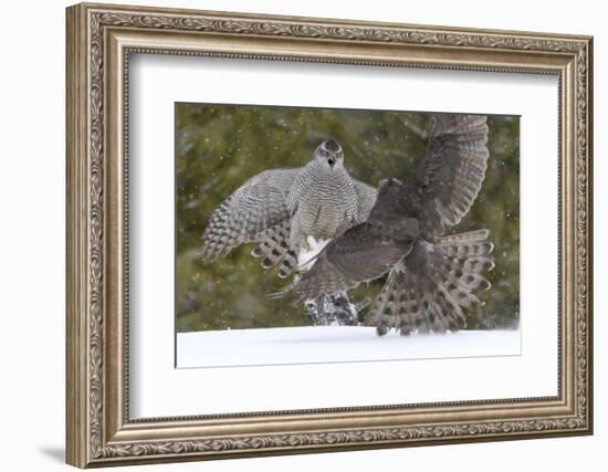 Northern s (Accipiter gentilis) fighting over squirrel carcass, Finland-Sergey Gorshkov-Framed Photographic Print