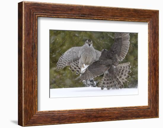 Northern s (Accipiter gentilis) fighting over squirrel carcass, Finland-Sergey Gorshkov-Framed Photographic Print