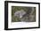 Northern s (Accipiter gentilis) fighting over squirrel carcass, Finland-Sergey Gorshkov-Framed Photographic Print