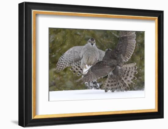 Northern s (Accipiter gentilis) fighting over squirrel carcass, Finland-Sergey Gorshkov-Framed Photographic Print