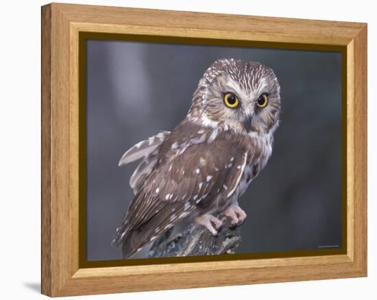 Northern Saw-Whet Owl, Alaska, Us-Lynn M. Stone-Framed Premier Image Canvas