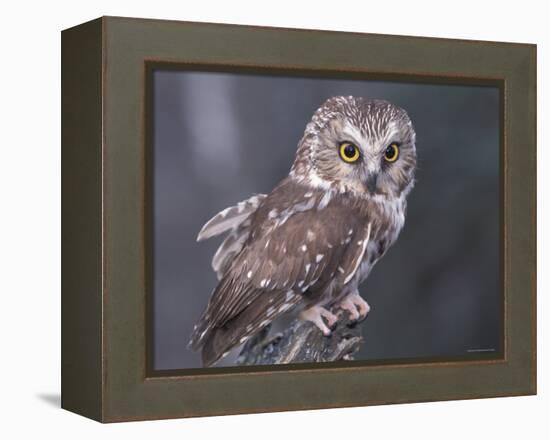 Northern Saw-Whet Owl, Alaska, Us-Lynn M. Stone-Framed Premier Image Canvas